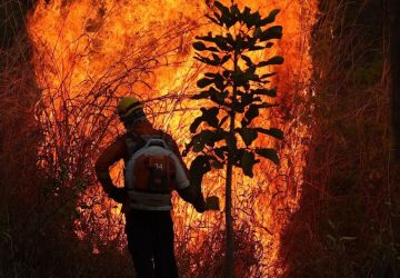 Novos dados apontam que a área devastada por queimadas no Brasil cresceu 79% em 2024