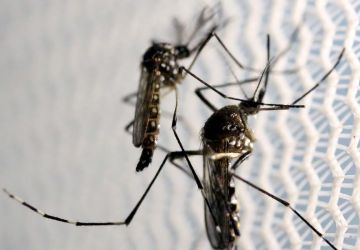 Vacinação em massa contra dengue não ocorrerá em 2025