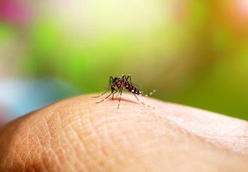 Dengue: pesquisadores de SP alertam para necessidade de vigilância para ressurgimento do sorotipo 3