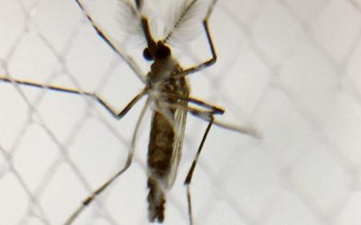 Recorde histórico: Números oficiais indicam crescimento de 412% nas mortes por Dengue no Brasil em 2024