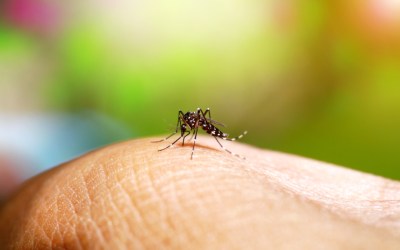 Dengue: pesquisadores de SP alertam para necessidade de vigilância para ressurgimento do sorotipo 3